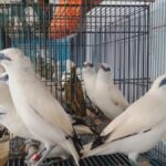 burung-jalak-bali-yang-diserahkan-ke-bksda-jawa-tengah-jumat-24112023_169