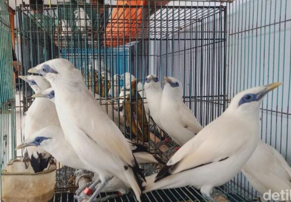 burung-jalak-bali-yang-diserahkan-ke-bksda-jawa-tengah-jumat-24112023_169