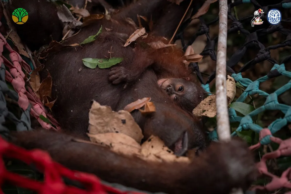 Induk dan Anak Orang Utan Dievakuasi dari Lokasi Karhutla, Habitat Terancam Kobaran Api